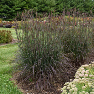 Meet ‘Blackhawks’ Big Bluestem: The 2026 Perennial Plant of the Year