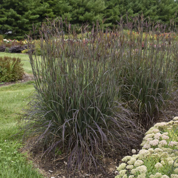 Meet ‘Blackhawks’ Big Bluestem: The 2026 Perennial Plant of the Year