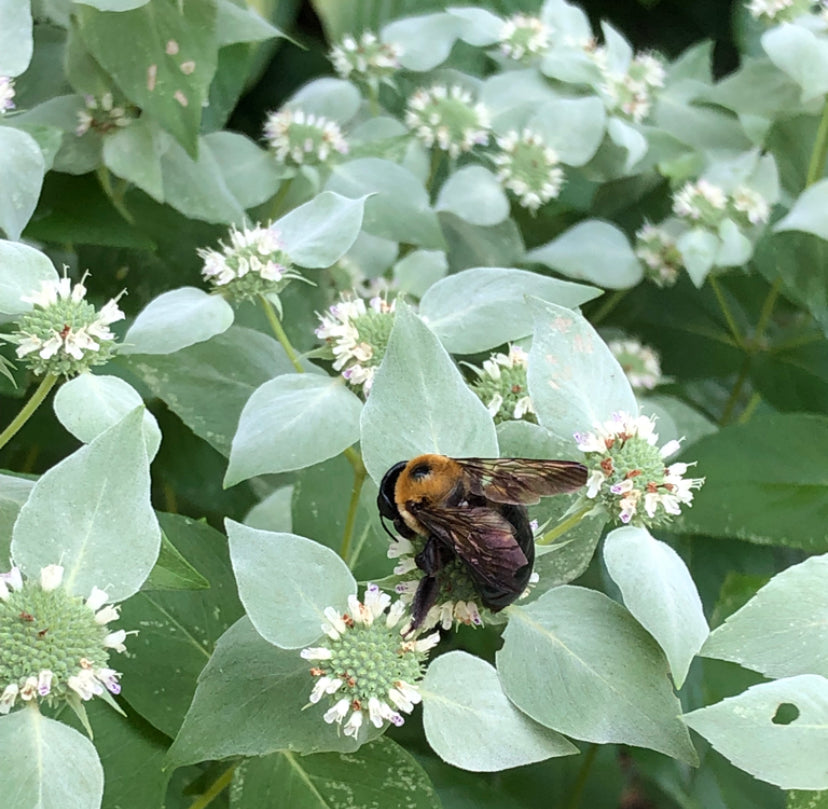 2025: Pycnanthemum muticum (Blunt Mountainmint)