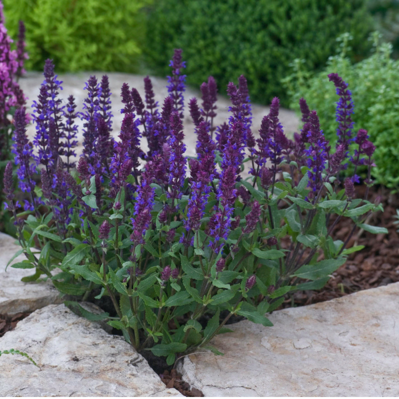 Hardy Salvias are a Hit with Gardeners and Pollinators