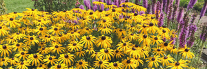 2023: Rudbeckia 'American Gold Rush'