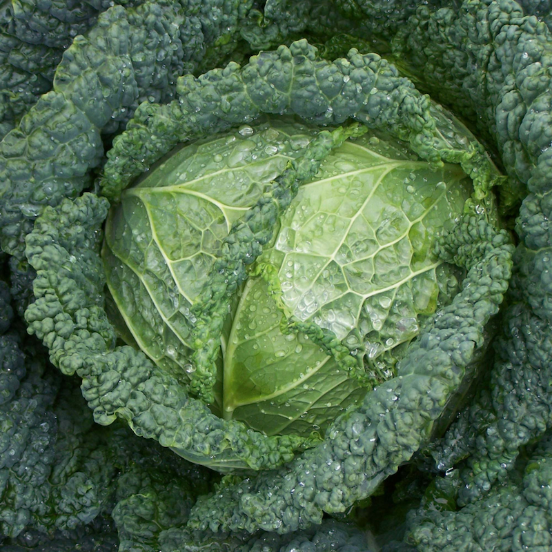 Beautiful Brassicas