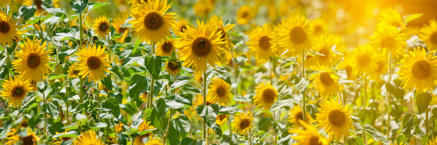 Sensational Sunflowers