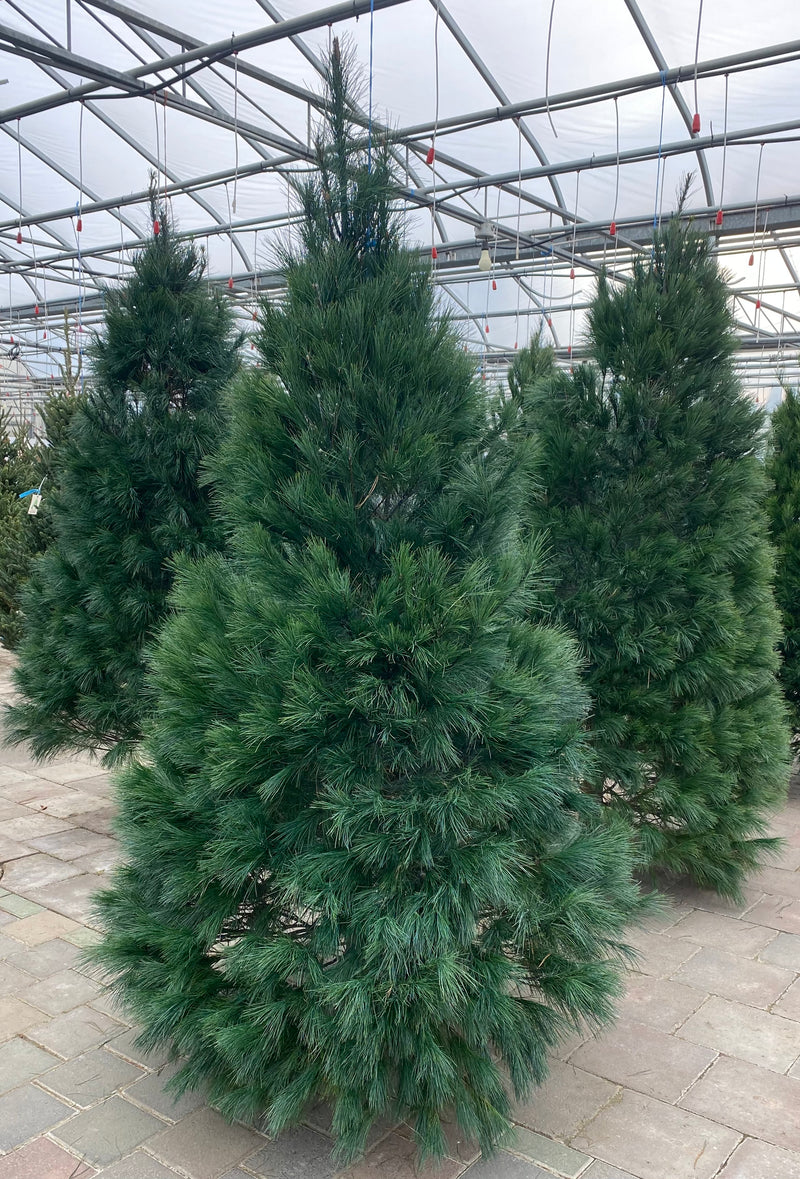 White Pine Christmas Trees