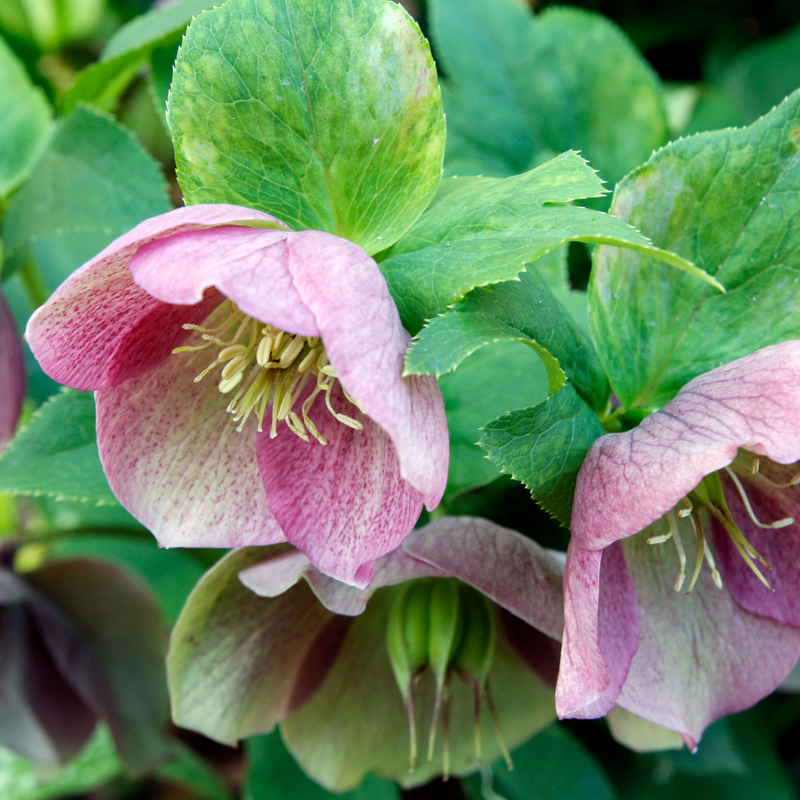 Handsome  Hellebores