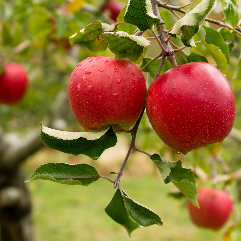 What's In Season