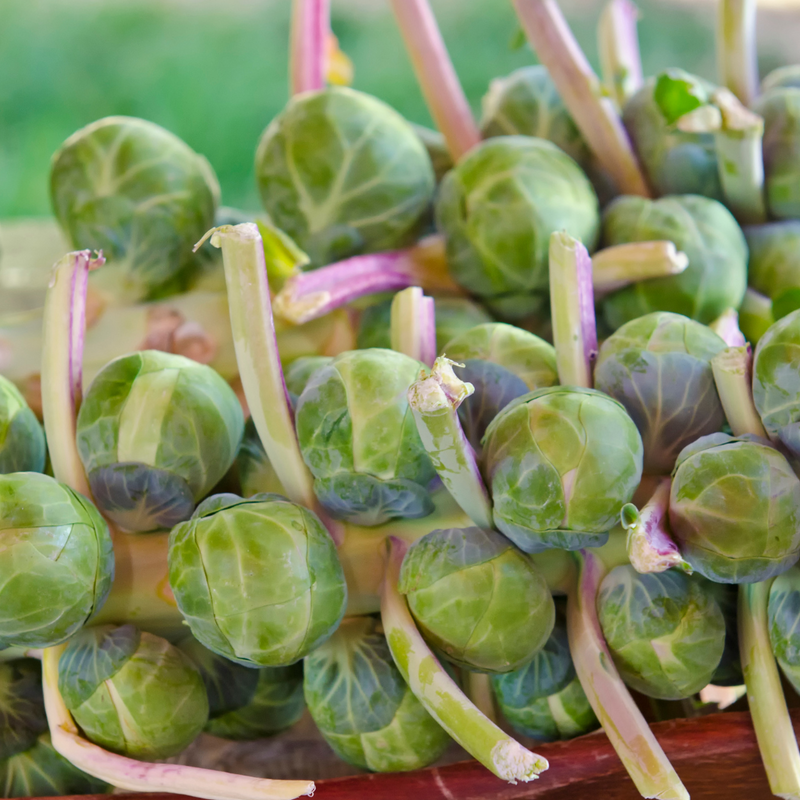 What's In Season