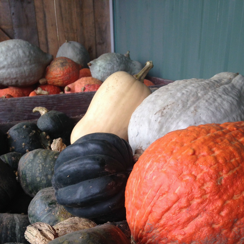 Autumn Squash