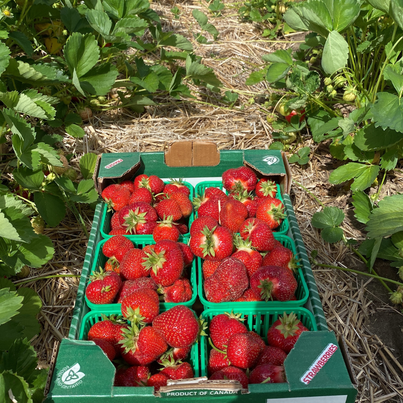 Strawberry Update