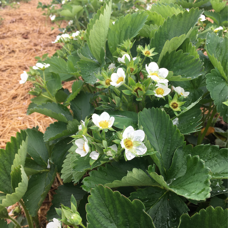 Strawberry Update