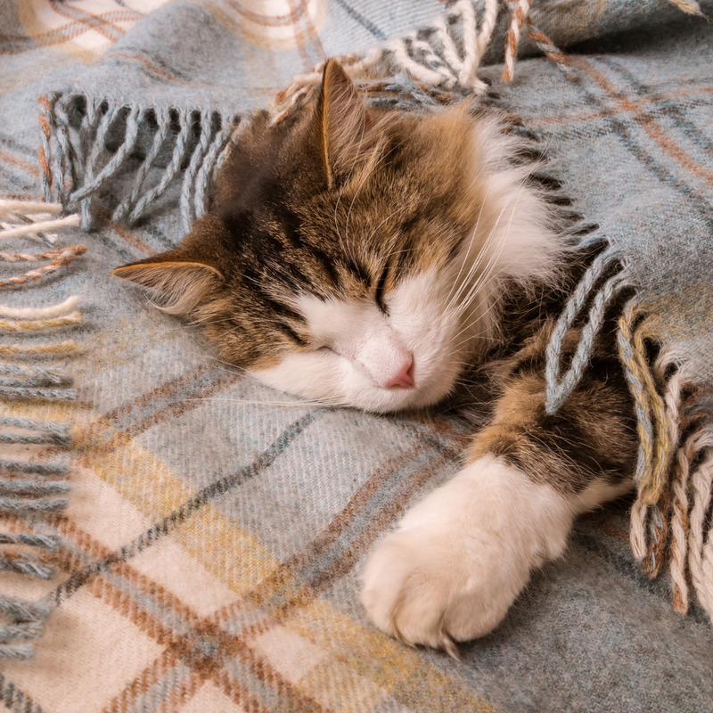 Cozy Wool Blankets, Scarves & Slippers