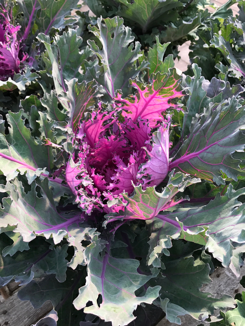 Flowering Kale and Cabbage