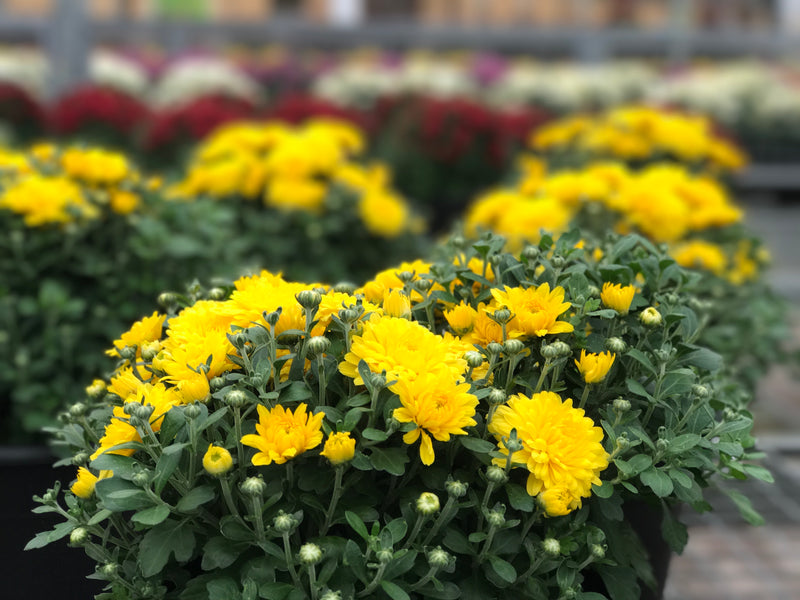 Fall Mums