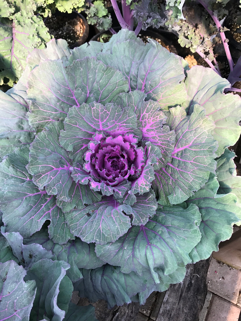 Flowering Kale and Cabbage