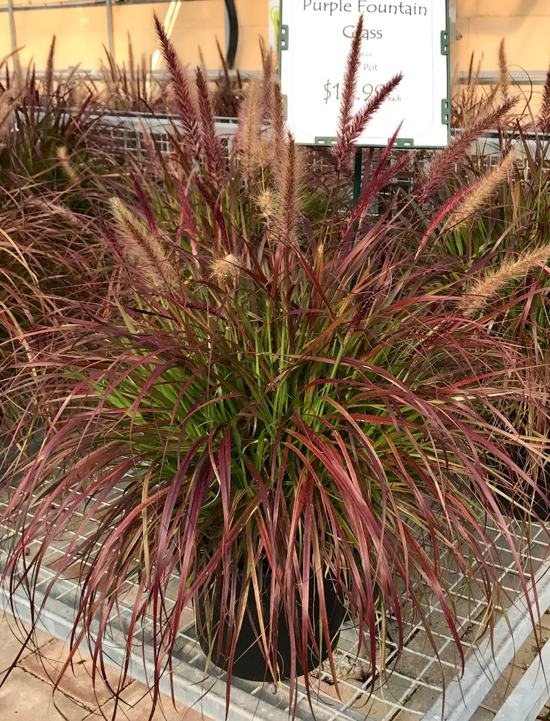 Purple Fountain Grass