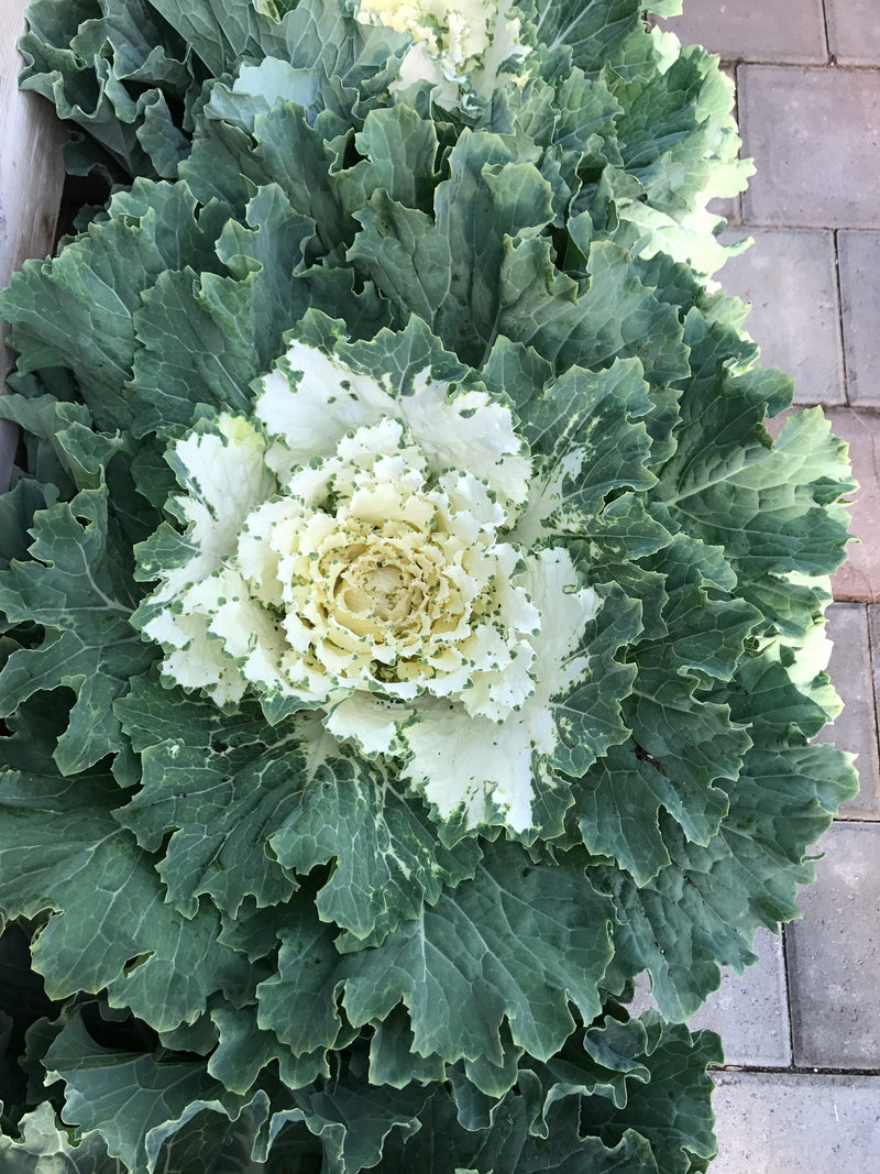 Flowering Kale and Cabbage