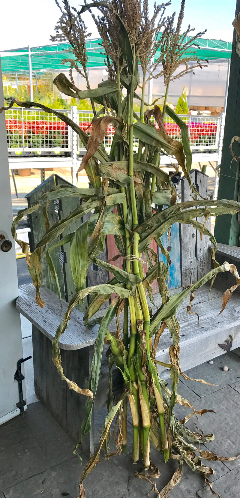 Bundle of Corn Stalks