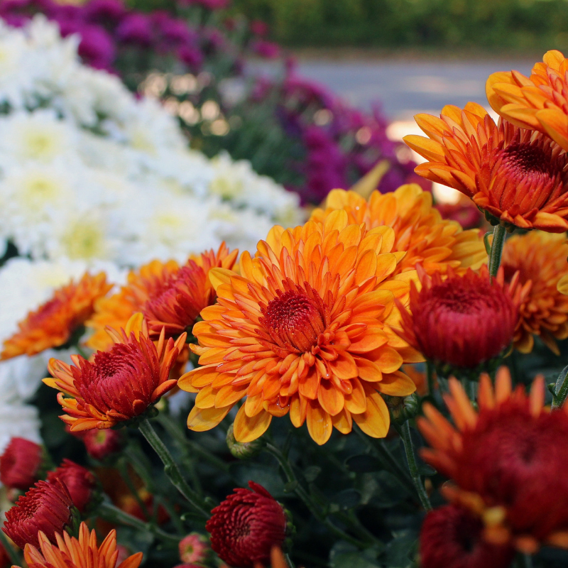 Fall Mums